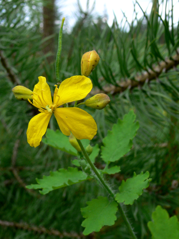 Изображение особи Chelidonium majus.