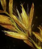 Calamagrostis amurensis