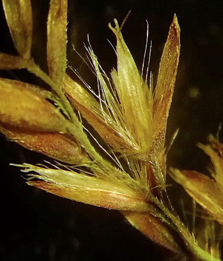 Изображение особи Calamagrostis amurensis.