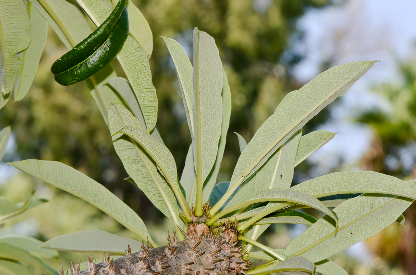 Image of Pachypodium lamerei specimen.