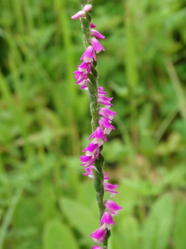 Изображение особи Spiranthes australis.