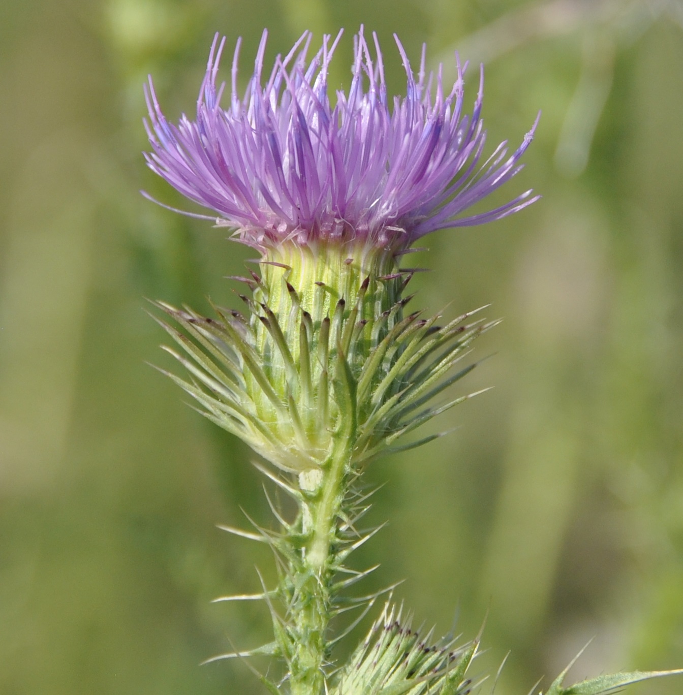 Image of genus Carduus specimen.