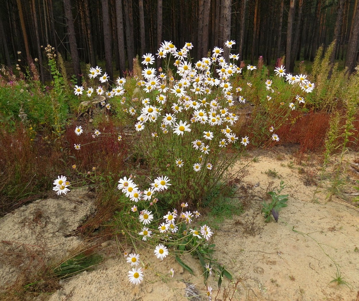 Image of Chrysanthemum zawadskii specimen.