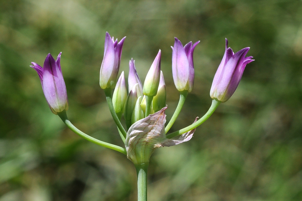 Image of Allium bolanderi var. mirabile specimen.