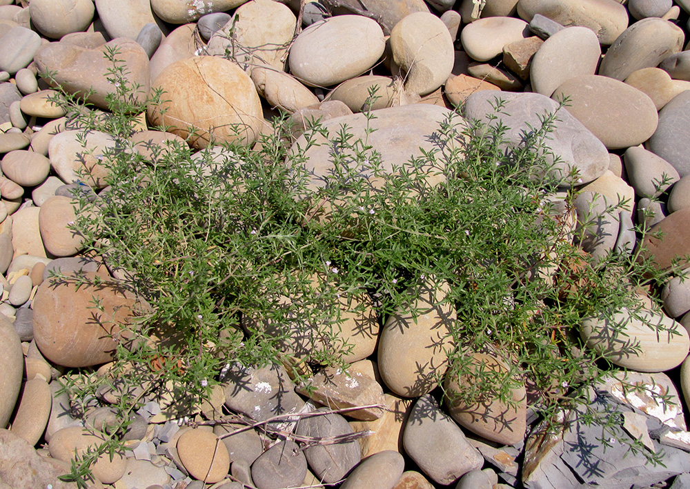 Image of Satureja hortensis specimen.