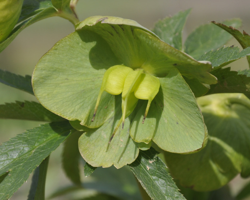 Image of Helleborus cyclophyllus specimen.