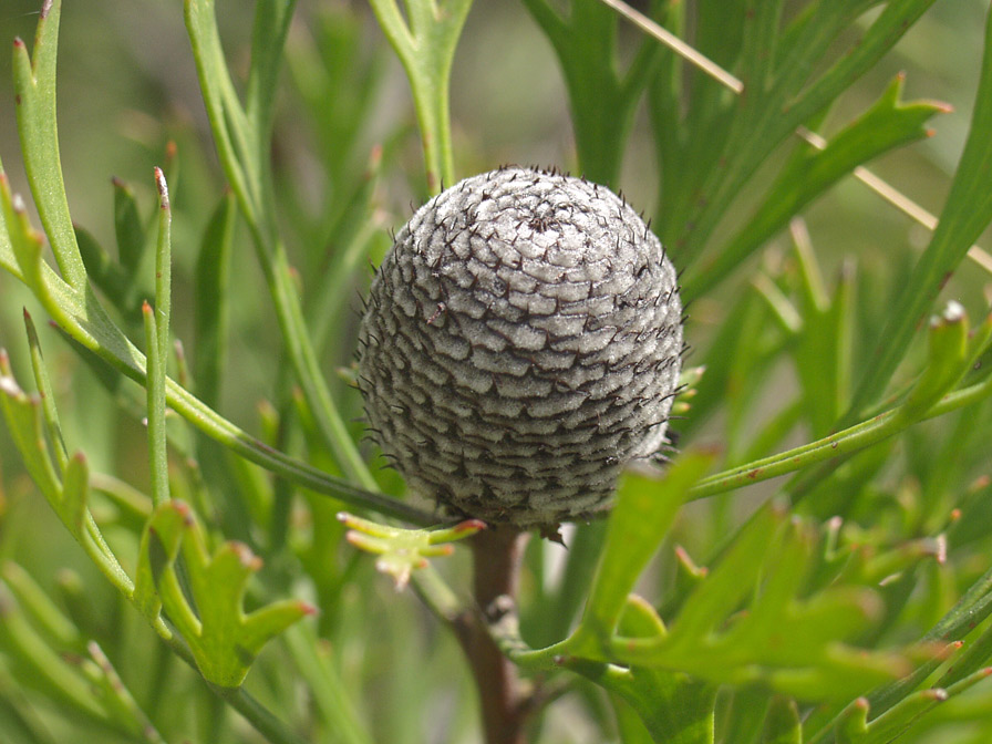 Image of Isopogon anemonifolius specimen.