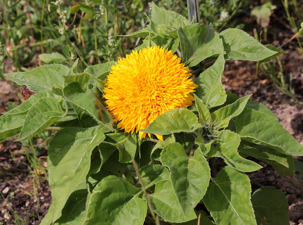 Image of Helianthus annuus specimen.