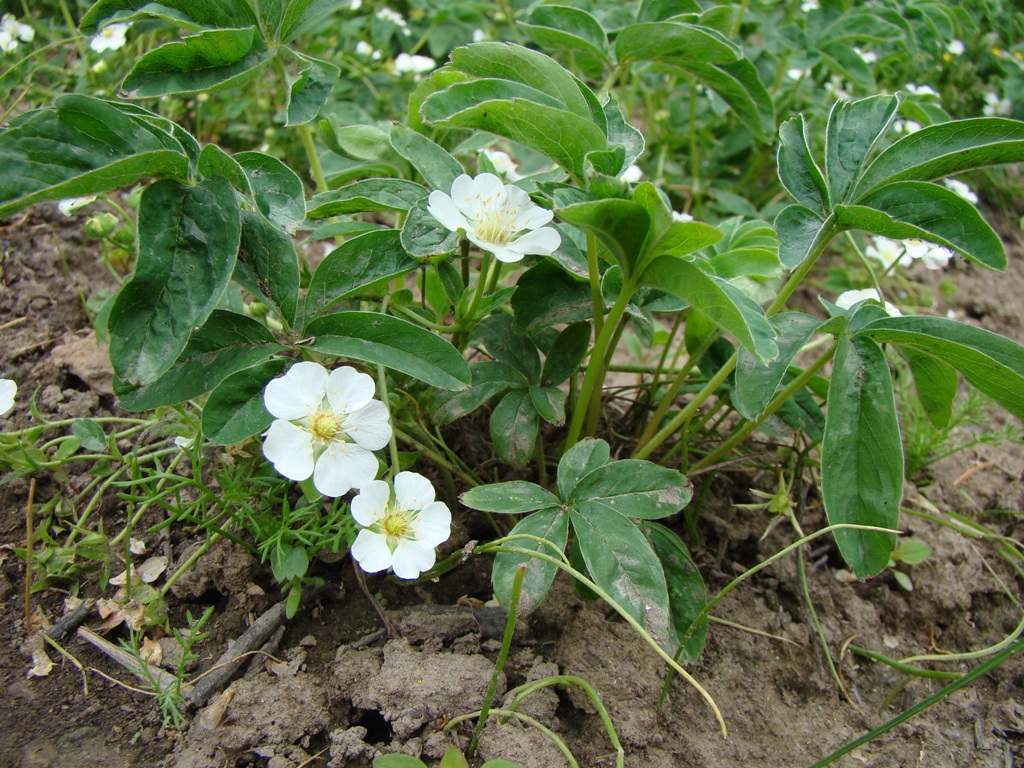 Image of Potentilla alba specimen.