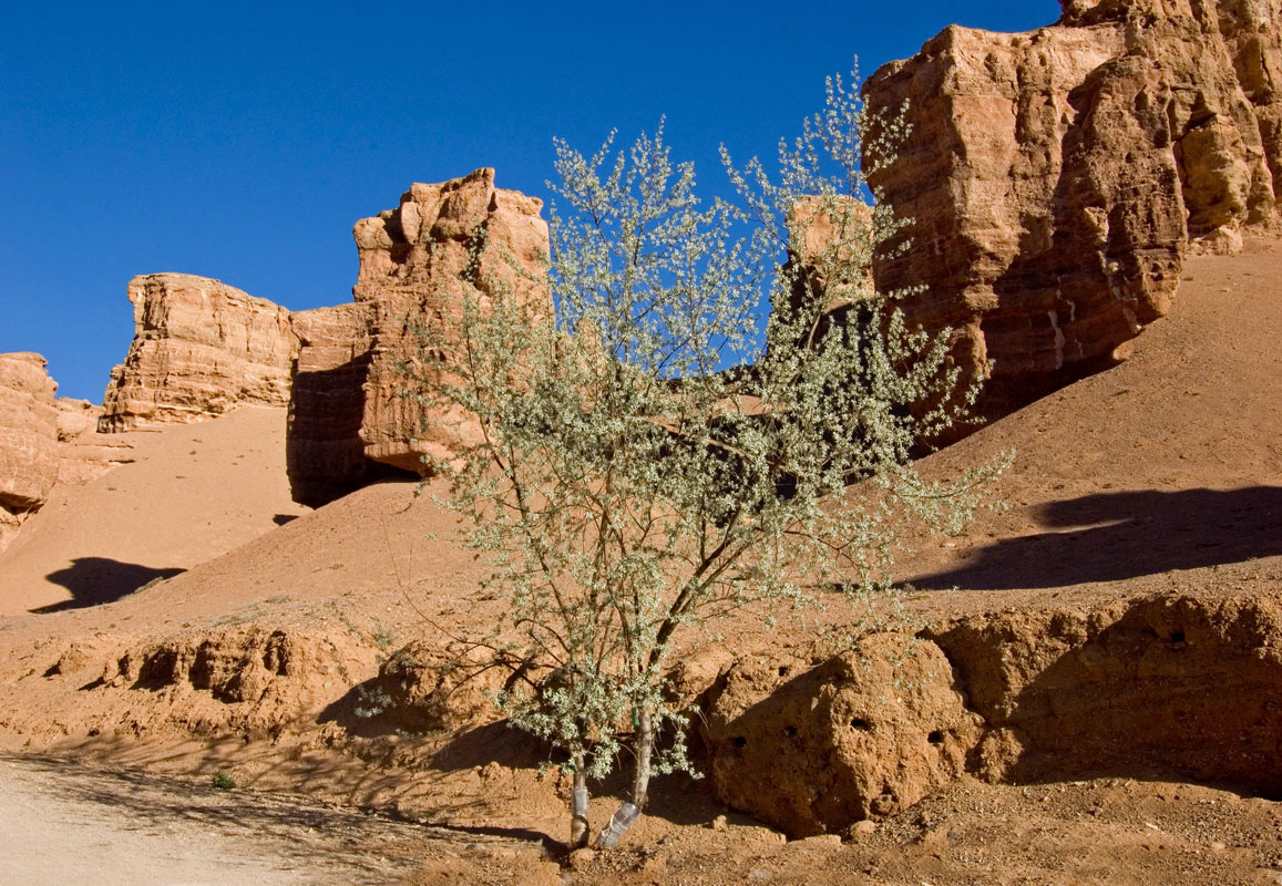 Image of Elaeagnus iliensis specimen.