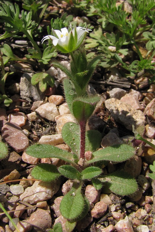 Image of Cerastium glutinosum specimen.