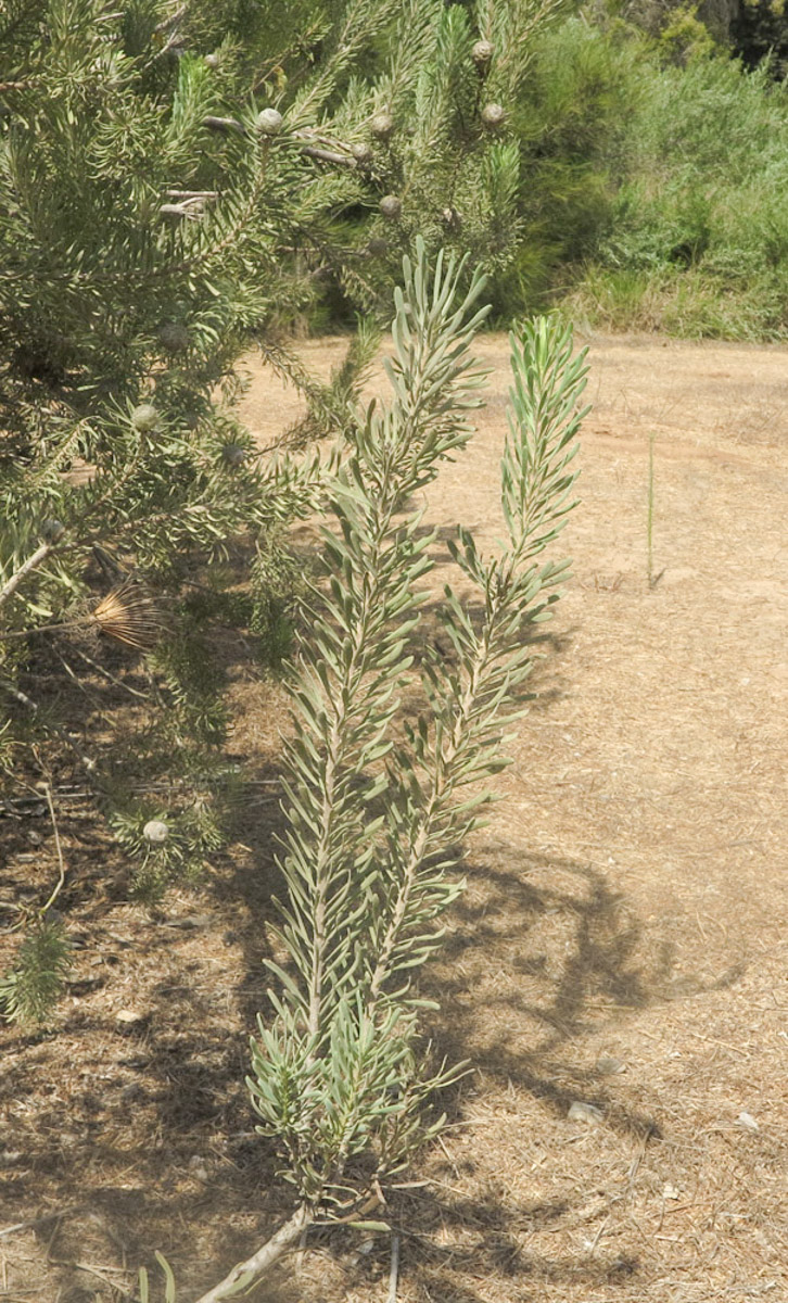 Изображение особи Leucadendron galpinii.