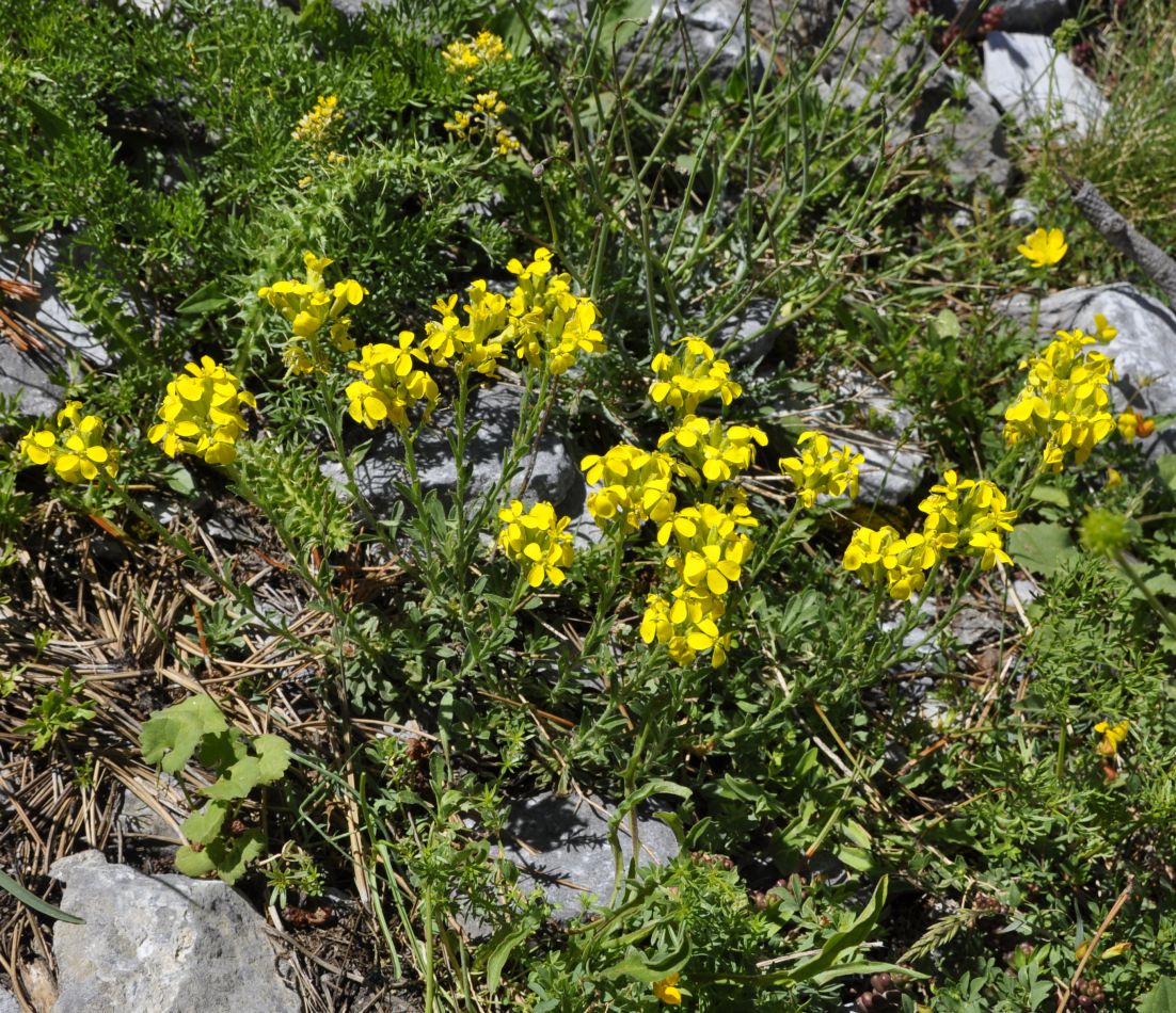 Image of Alyssoides utriculata specimen.