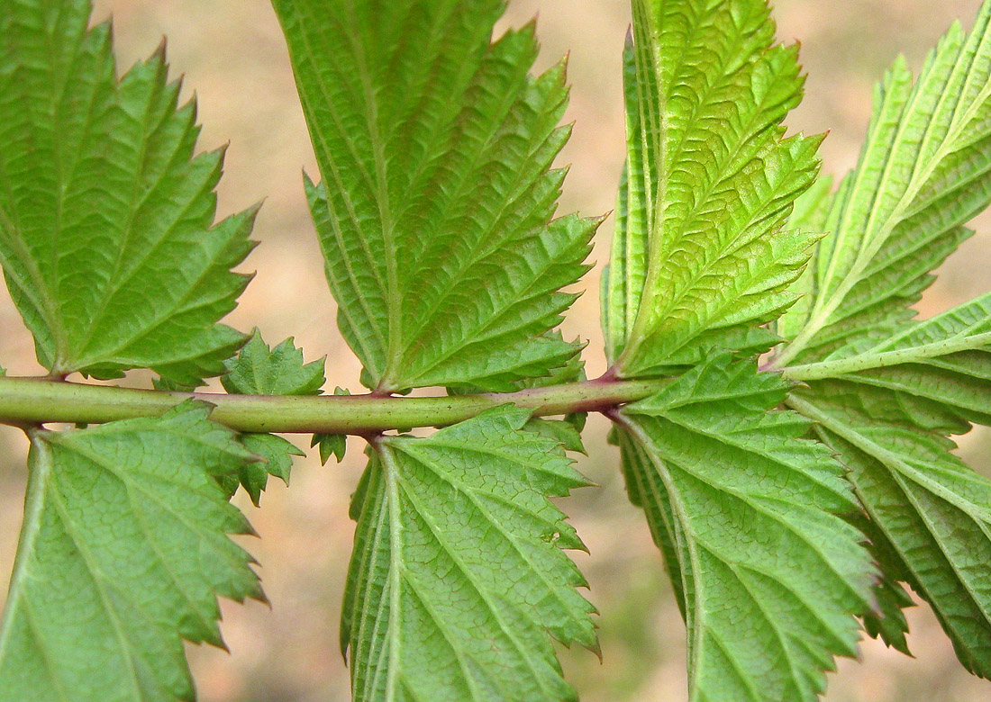 Image of Filipendula ulmaria ssp. denudata specimen.