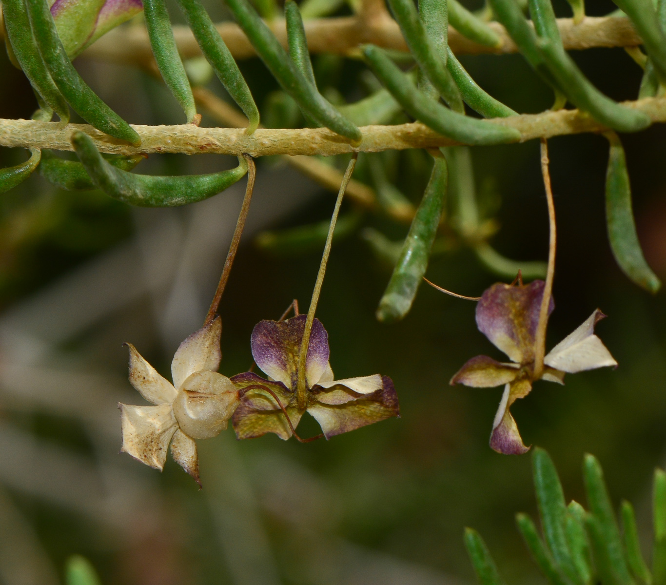 Image of genus Eremophila specimen.