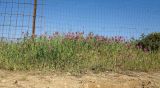 Trifolium purpureum. Цветущие растения на обочине грунтовой дороги. Израиль, Голанские высоты, южный (высокий) берег озера Рам. 07.05.2015.