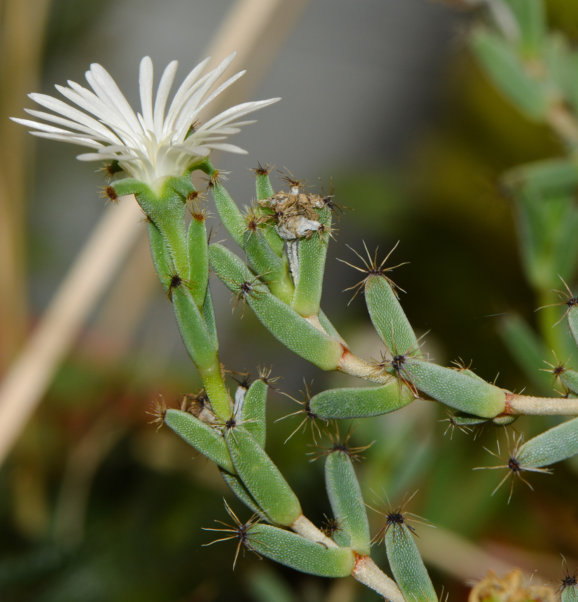 Image of genus Trichodiadema specimen.