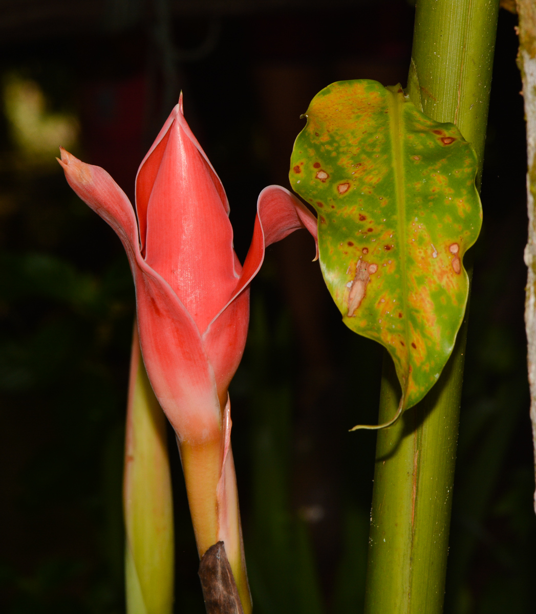 Image of Etlingera elatior specimen.