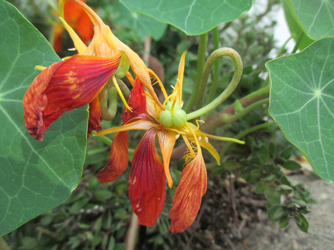 Изображение особи Tropaeolum majus.