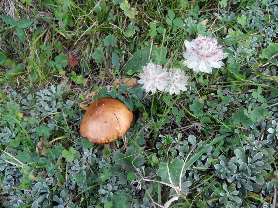 Image of Astrantia trifida specimen.