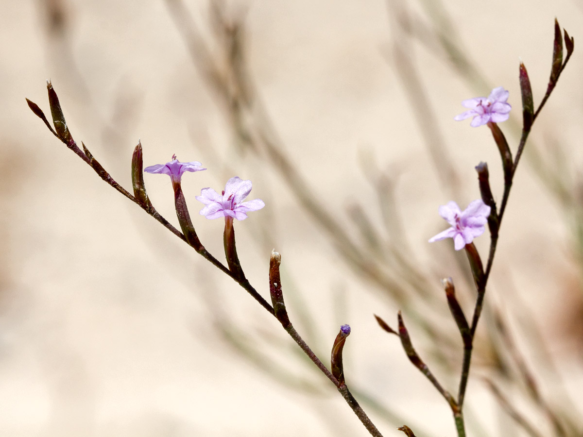 Image of Limonium virgatum specimen.