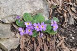 Primula vulgaris