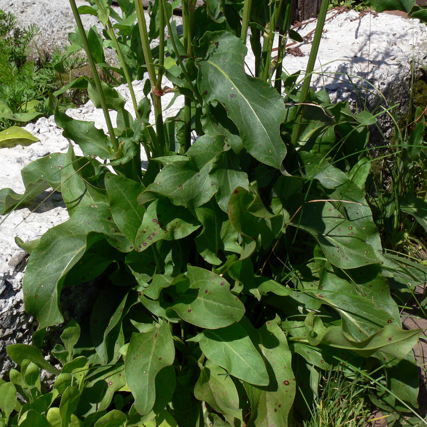 Image of Rumex acetosa specimen.