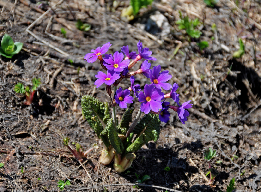 Изображение особи Primula amoena.