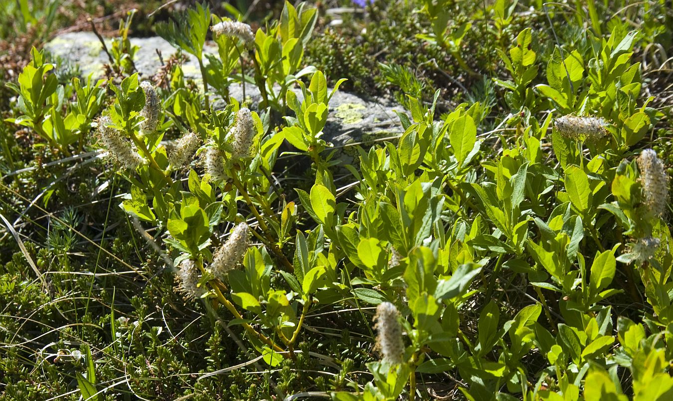 Image of genus Salix specimen.