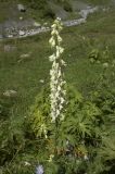 Aconitum orientale. Цветущее растение. Кабардино-Балкария, Эльбрусский р-н, средняя часть долины р. Терскол, сухой участок. 06.08.2009.