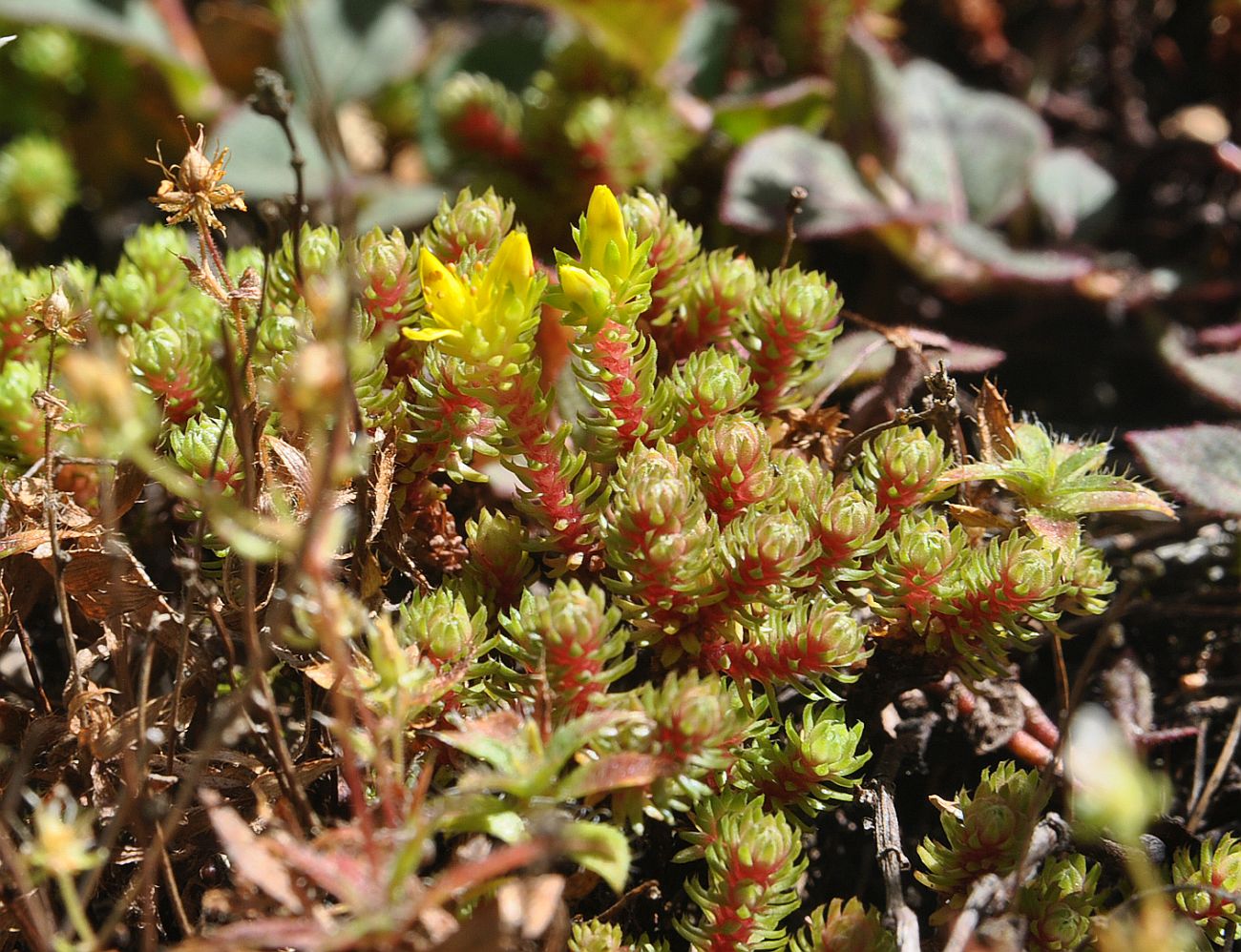 Image of genus Sedum specimen.