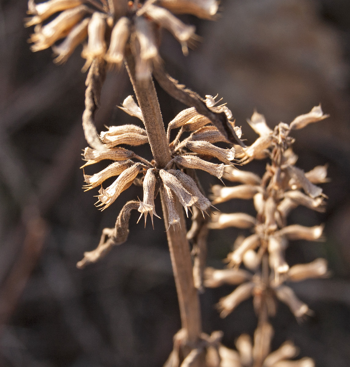 Image of Dracocephalum thymiflorum specimen.