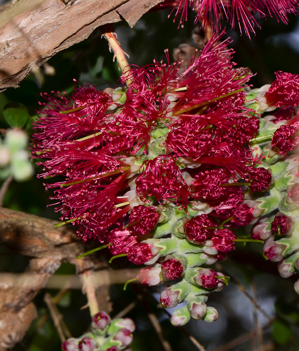 Image of Melaleuca elliptica specimen.