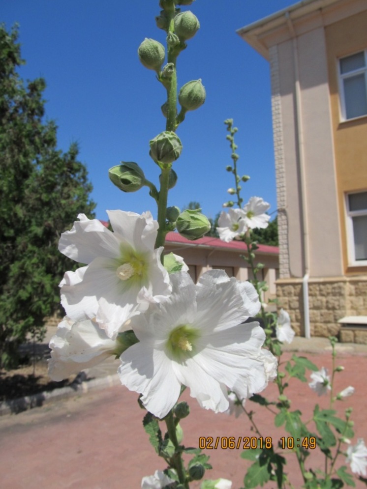 Image of Alcea rosea specimen.