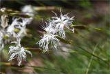 Dianthus arenarius. Цветки. Карелия, Заонежье, о. Мегостров, олуговелый песчаный склон на границе галечного пляжа и соснового бора. 26.07.2017.