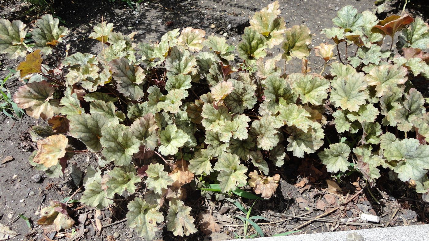 Image of Heuchera &times; hybrida specimen.