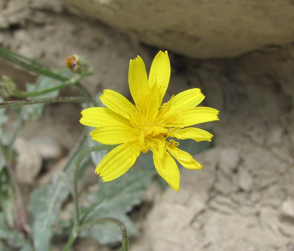 Изображение особи Crepis sonchifolia.