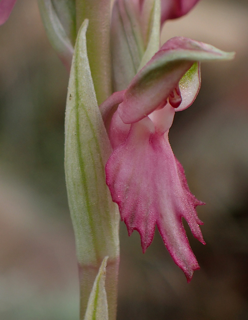 Image of Anacamptis sancta specimen.