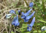 Corydalis ambigua. Соцветия. Приморский край, о. Русский, мыс Тобизина, прибрежный луг. 13.05.2018.