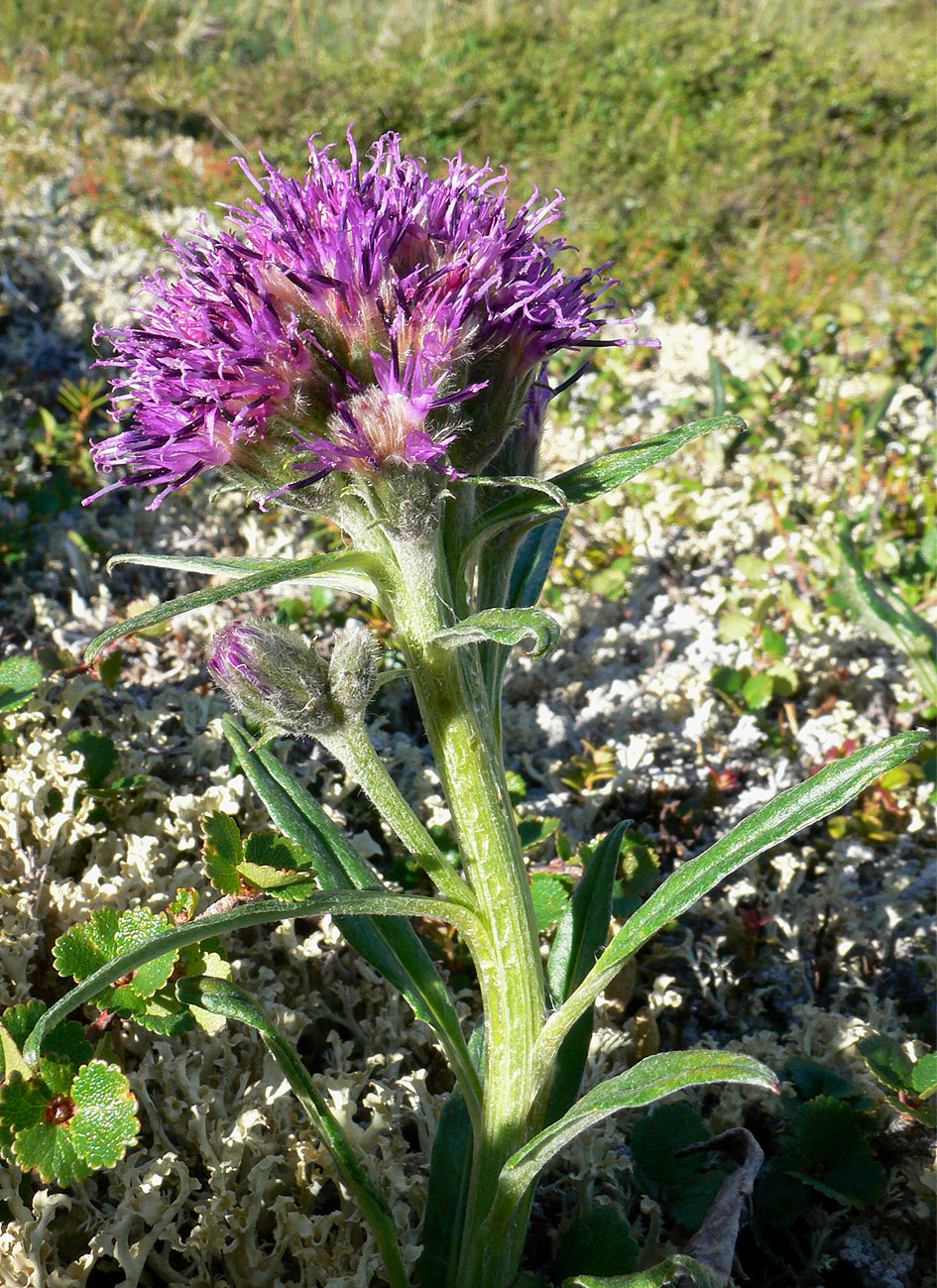 Изображение особи Saussurea tilesii.