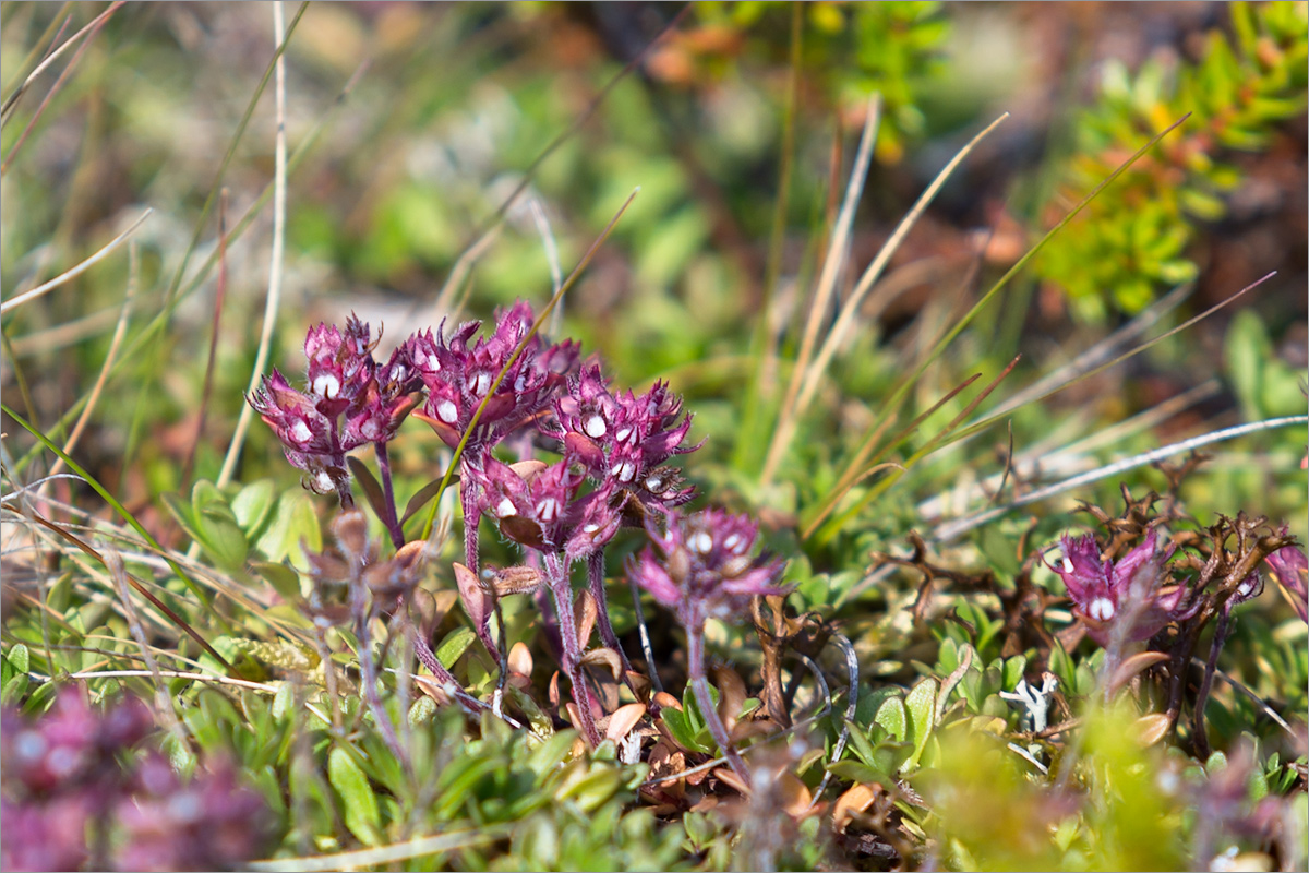 Image of Thymus subarcticus specimen.