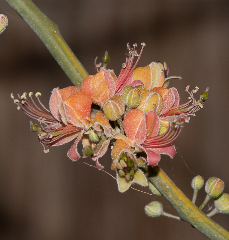 Image of Capparis decidua specimen.