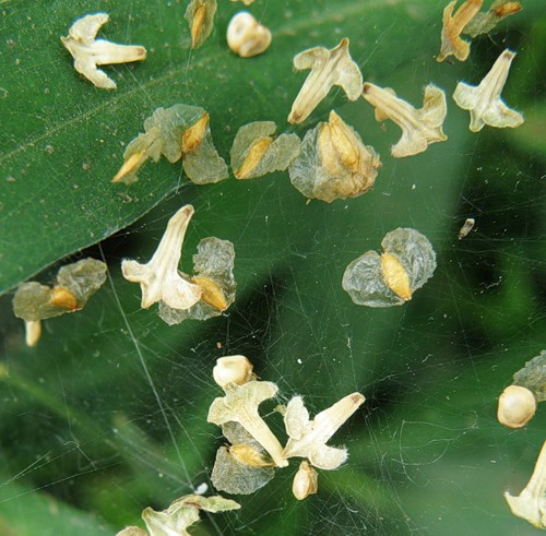 Image of Betula pendula specimen.