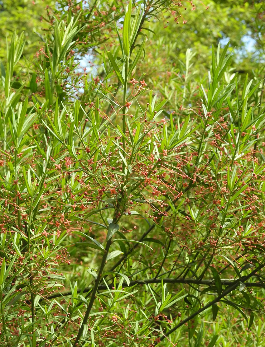 Image of Euonymus nanus specimen.