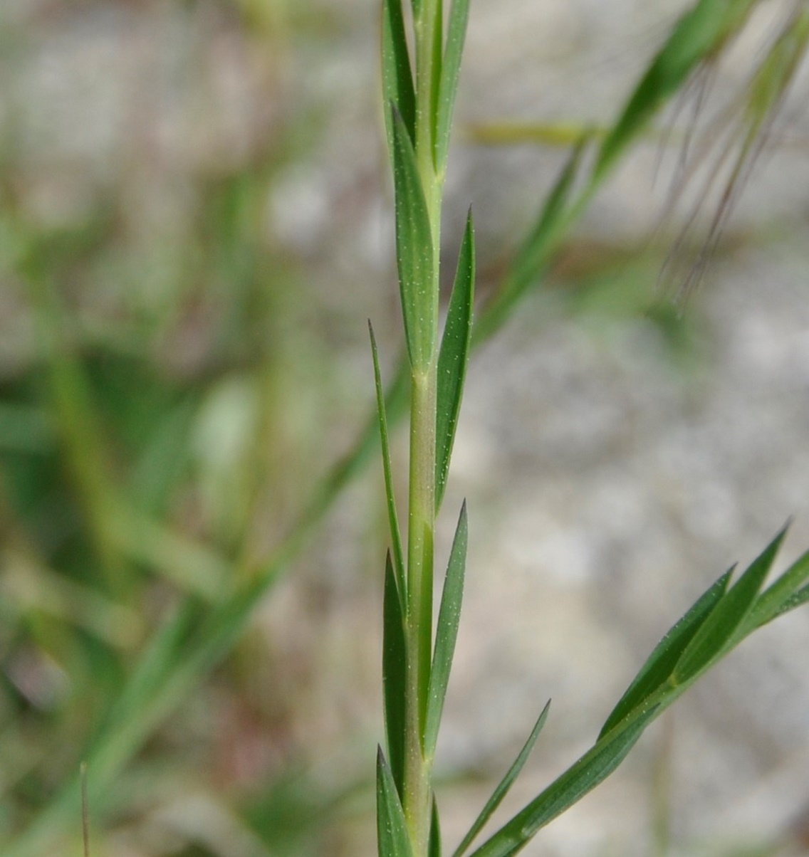 Image of Linum bienne specimen.