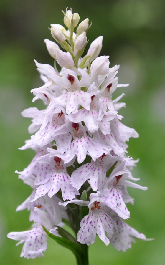 Image of Dactylorhiza fuchsii specimen.