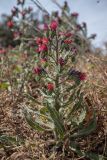 Echium creticum. Цветущее растение. Испания, Каталония, провинция Жирона, комарка Альт-Эмпорда, окр. г. Кадакес, обочина дороги. 01.04.2019.