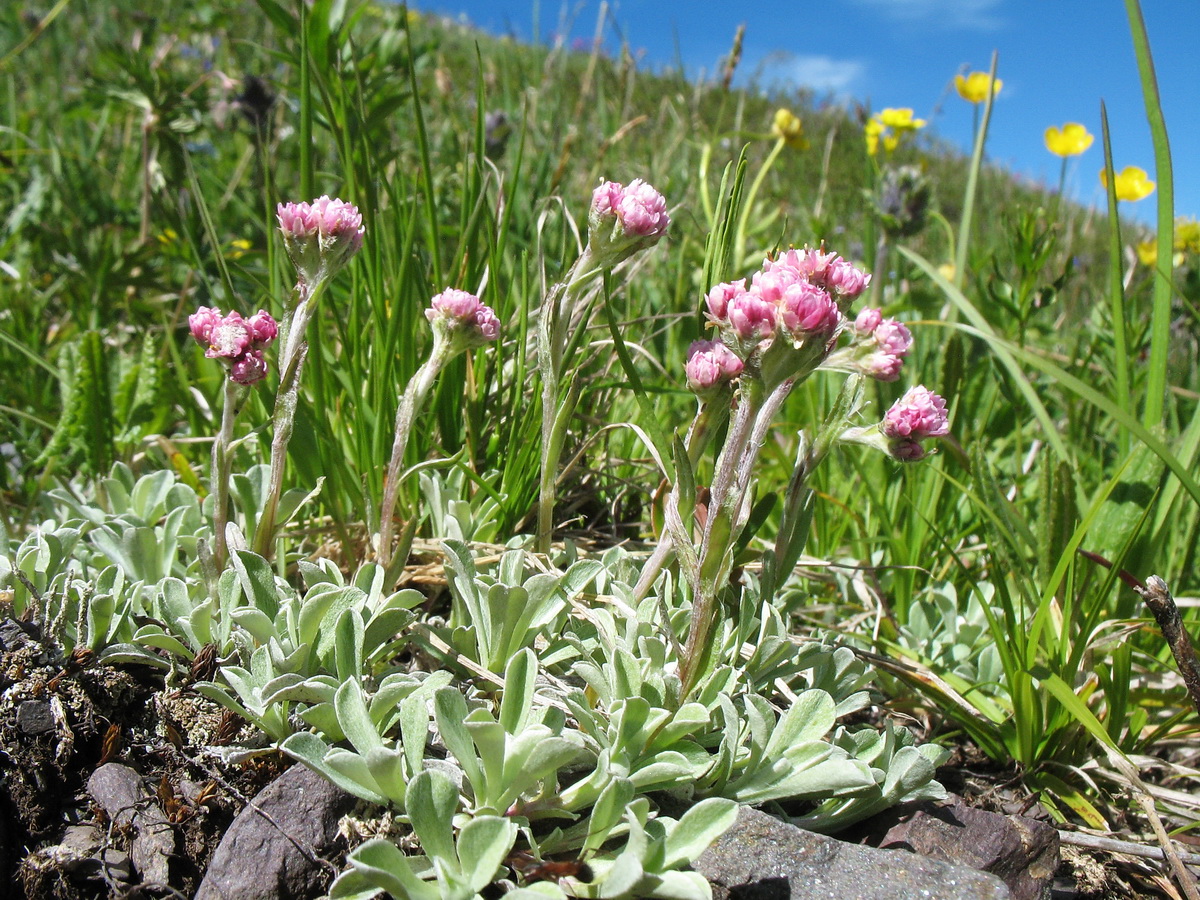 Image of Antennaria dioica specimen.