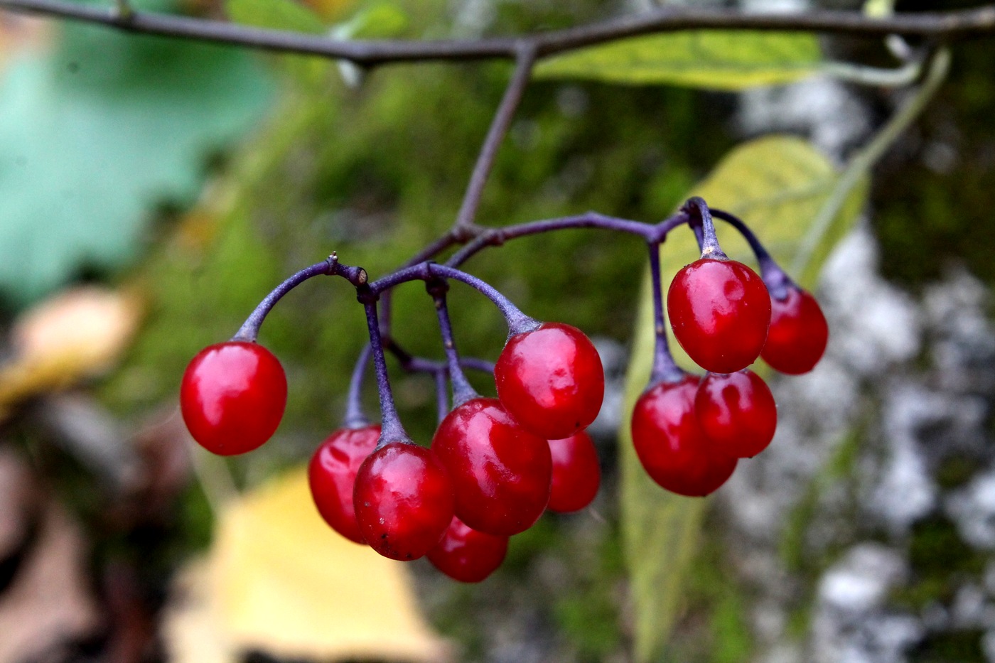 Изображение особи Solanum dulcamara.