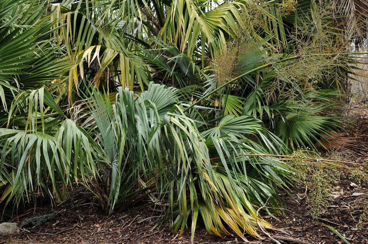 Image of Brahea moorei specimen.